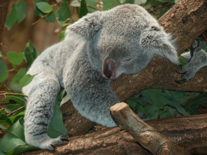 koala-bear-9960_1280
